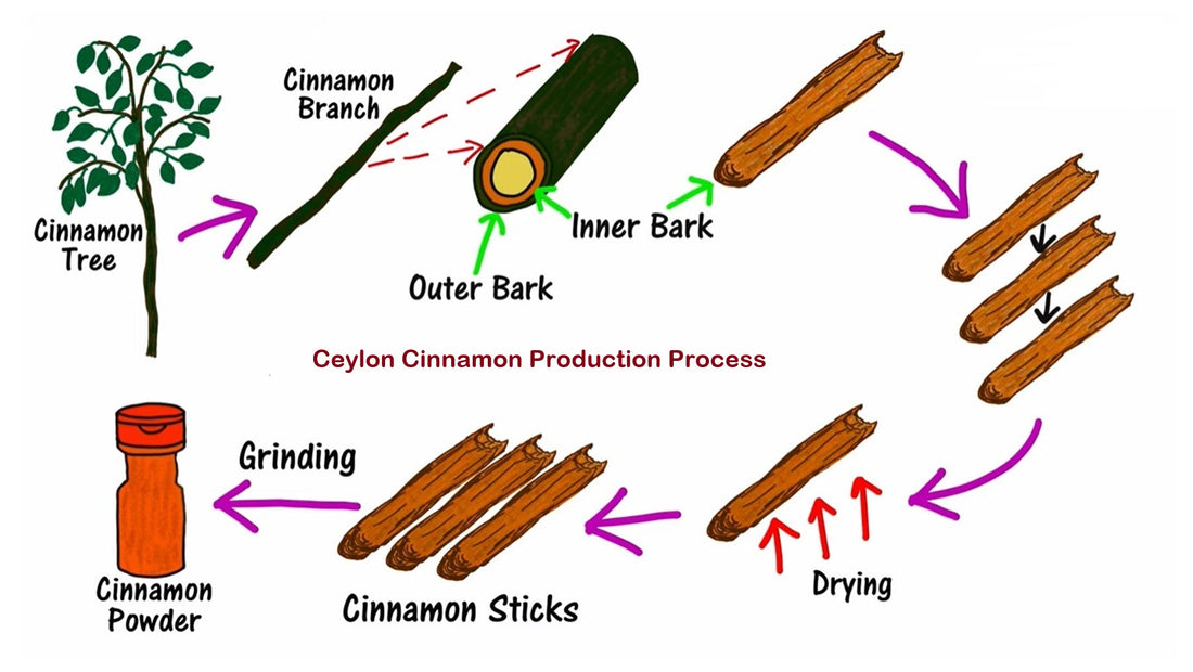 From Tree to Spice: The Intricate Journey of How is Cinnamon Made?