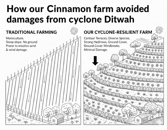 Ask Our Founder: An Interview with Mike de Livera on the Future of the Spice Trade