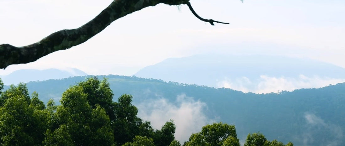 Sustainability in Spice Farming and Protecting Sri Lankas Biodiversity